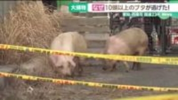 ３連休最終日の「大捕り物」　国道で逃走していたブタを捕獲　愛知・西尾市