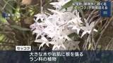 「御神木に根を張る「セッコク」満開　甘い香りと神秘的で美しい姿　三重・紀宝町の神内神社」の画像1