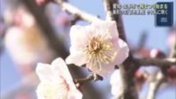 星形の花も…梅の名所「佐布里池」で梅まつり　愛知県内最多規模の梅が咲き誇る