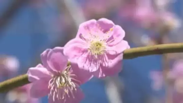 しだれ梅が見頃を迎える　春の陽気が続き一気に満開に　名古屋