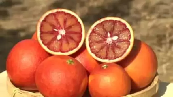 赤い果肉が特徴のブラッドオレンジ　三重県紀宝町で収穫最盛期