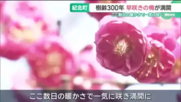 樹齢300年「早咲きの梅」が満開　ここ数日の暖かさで一気に咲く　三重