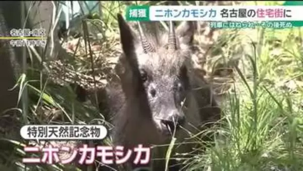 「ニホンカモシカ」名古屋市内に出没…列車にはねられたけががもとで死ぬ