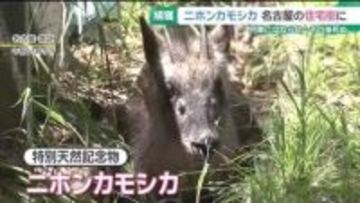 「ニホンカモシカ」名古屋市内に出没…列車にはねられたけががもとで死ぬ