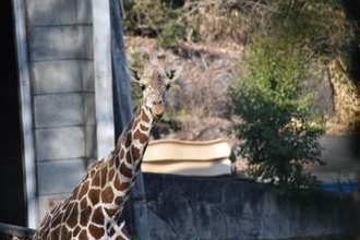アミメキリン「スバル」死ぬ　オスの2歳　名古屋