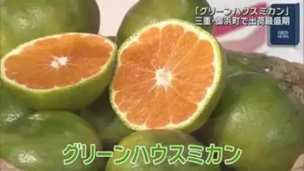 見た目は”グリーン”中身は鮮やか”オレンジ色”　三重・御浜町で「グリーンハウスミカン」出荷最盛期