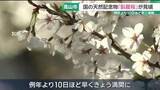 「国の天然記念物「臥龍桜」が見頃迎える　例年より10日ほど早く満開に　岐阜・高山市」の画像1