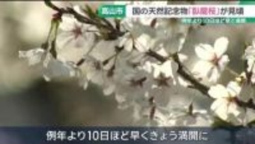 国の天然記念物「臥龍桜」が見頃迎える　例年より10日ほど早く満開に　岐阜・高山市