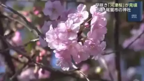 早咲きの「河津桜」が見頃迎える　例年より1週間ほど早く咲き始める　三重・尾鷲市の尾鷲神社境内