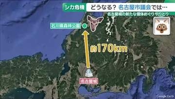 高齢のもみじちゃん1匹だけの名古屋城のシカ　“絶滅の危機”救うのは石川県からの若いシカ!?