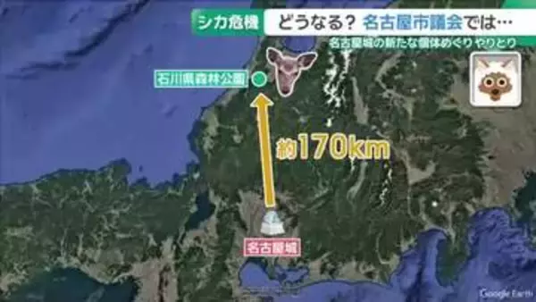 高齢のもみじちゃん1匹だけの名古屋城のシカ　“絶滅の危機”救うのは石川県からの若いシカ!?