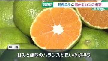 超極早生の温州ミカン、出荷最盛期　甘みと酸味のバランスが良いのが特徴　三重・御浜町