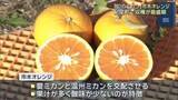 「「幻のミカン」市木オレンジの収穫が最盛期　果汁が多く酸味が少ないのが特徴　三重・紀宝町」の画像1