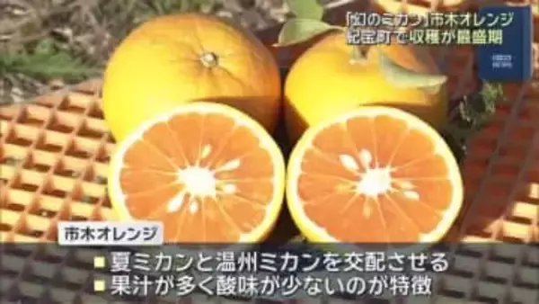 「幻のミカン」市木オレンジの収穫が最盛期　果汁が多く酸味が少ないのが特徴　三重・紀宝町