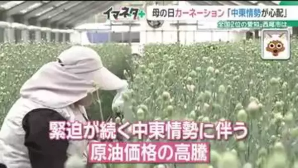 母の日のカーネーションにも中東情勢の影響　燃料や包装フィルムに不安が　全国2位の生産地の愛知・西尾市