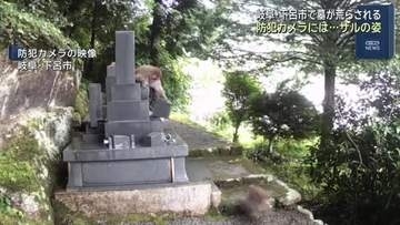 墓が相次いで荒らされる被害…防犯カメラに映ったのは”サル” 岐阜・下呂市