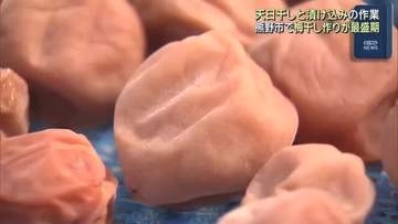 特産の梅干し作りが最盛期迎える　天日干しと漬け込みの作業　三重・熊野市