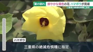 夏の訪れを知らせる花「ハマボウ」が見頃　三重県の絶滅危惧種に指定　紀北町