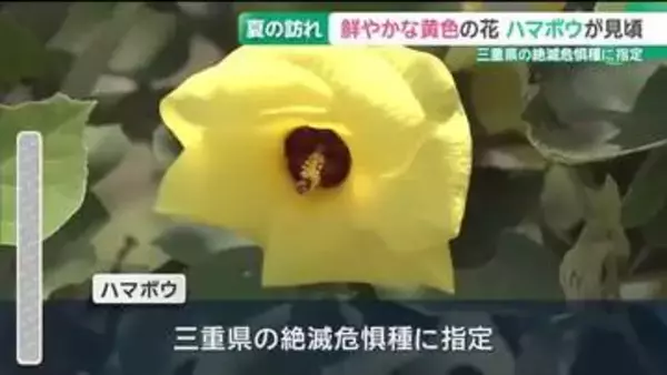 夏の訪れを知らせる花「ハマボウ」が見頃　三重県の絶滅危惧種に指定　紀北町
