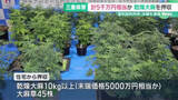「押収された乾燥大麻は5000万円相当か　乾燥大麻を営利目的で所持した疑い　夫婦を逮捕」の画像1