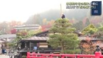 本格的な冬の訪れを前に「松の雪つり」雪の重みから松の枝を守る作業始まる　岐阜・高山市