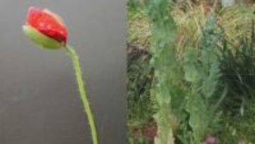 栽培禁止の「ケシ」の苗がJA直売所で販売される　愛知県が回収呼びかけ