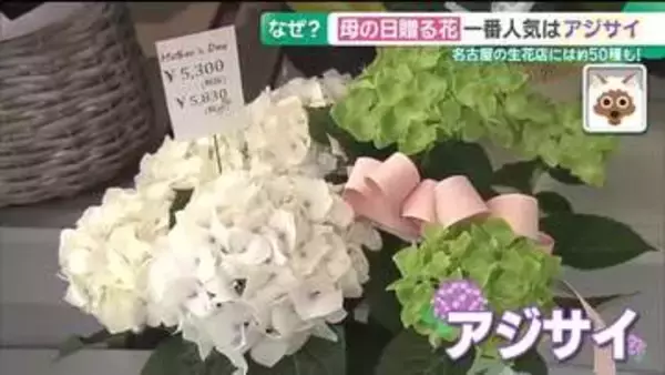 母の日に贈る花 トレンドはアジサイ  レースのような形や八重咲きなど新品種続々 長く楽しむポイント