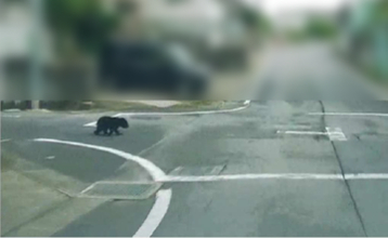 豊田市の住宅街でクマ目撃　体長50～60cmの子グマ