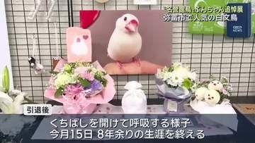4「名誉館鳥」ぶんちゃん 追悼写真展