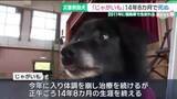 「絵本になった災害救助犬「じゃがいも」が14年余りの生涯閉じる　福島の被災地で生まれ、岐阜を拠点に活躍」の画像1
