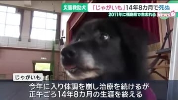 絵本になった災害救助犬「じゃがいも」が14年余りの生涯閉じる　福島の被災地で生まれ、岐阜を拠点に活躍