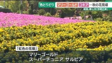 牧歌の里ではマリーゴールドやコキアなどが見頃　絶好の行楽日和に園内の散策を楽しむ　岐阜・郡上市
