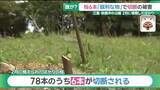 「誰がなぜ？ 桜の若木6本が鋭い刃物で切断される　管理者「悪意からとしか思えない」 三重・鈴鹿市」の画像1