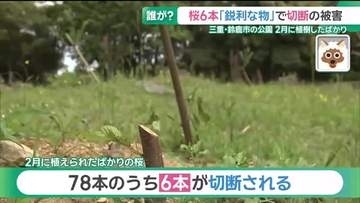 誰がなぜ？ 桜の若木6本が鋭い刃物で切断される　管理者「悪意からとしか思えない」 三重・鈴鹿市