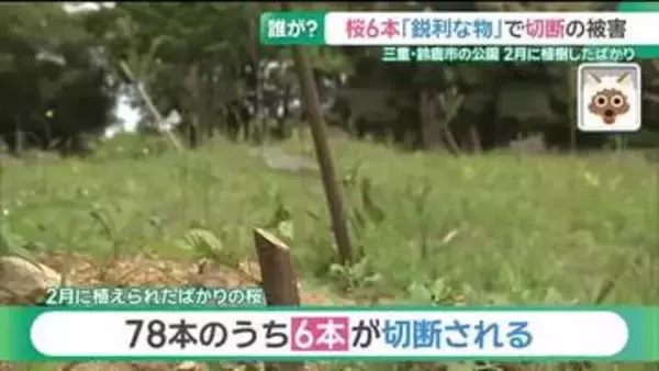 誰がなぜ？ 桜の若木6本が鋭い刃物で切断される　管理者「悪意からとしか思えない」 三重・鈴鹿市