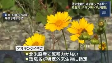 外来生物オオキンケイギク　地元のボランティアが駆除作業　岐阜県飛騨市