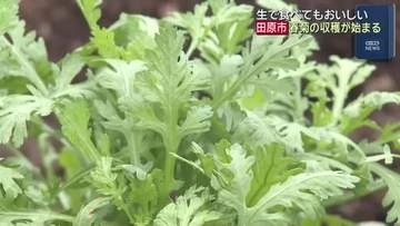 サラダにして生で食べてもおいしい！愛知・田原市で春菊の収穫始まる