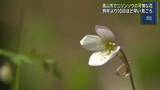 「岐阜県高山市の原生林でニリンソウが見ごろ」の画像1