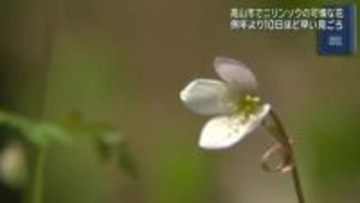 岐阜県高山市の原生林でニリンソウが見ごろ