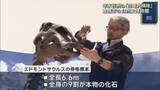 「はけやブラシで…年末恒例の「恐竜の大掃除」 愛知・豊橋市の自然史博物館　ボランティアも参加」の画像1