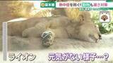 「厳しい暑さでヘトヘト　動物たちも熱中症対策　脱水症状で動けなくなることも「ナイトZOO」では発見も！」の画像1