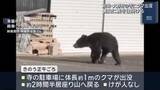 「寺にクマが出没　約2時間半居座る　地元の猟友会らが裏山に罠を設置　岐阜県大野町」の画像1