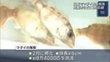マダイの稚魚を放流 三重・尾鷲市