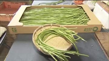岐阜県の夏の伝統野菜「十六ささげ」の収穫が本巣市で最盛期