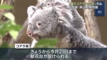 東山動植物園のコアラ「ななみ」7歳で旅立つ　2児の母、死因は悪性リンパ腫