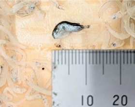 スーパーで販売されていた「しらす干し」にふぐの疑いがある魚が混入　加工の事業者は自主回収を呼びかけ