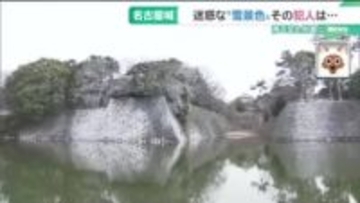 名古屋城の石垣が“真っ白”に…犯人は飛来したカワウ　背景にボラの遡上と絶好の住環境　頭抱える職員