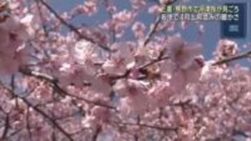 三重県熊野市で早咲きの河津桜が見ごろ