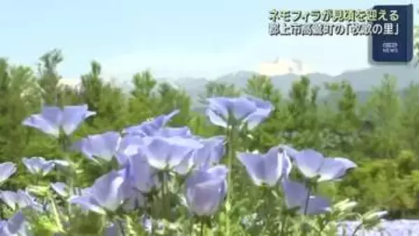 「牧歌の里」でネモフィラが見頃　雪の残る白山連峰と共演する美しい風景　岐阜・郡上市高鷲町
