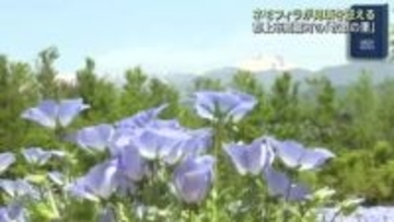 「牧歌の里」でネモフィラが見頃　雪の残る白山連峰と共演する美しい風景　岐阜・郡上市高鷲町